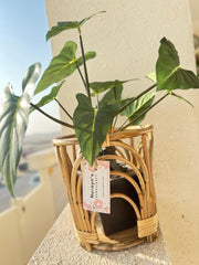 Rattan Conical Planter Tob